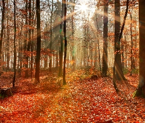 Las, Promienie słońca, Drzewa, Liściasty, Jesień