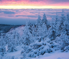 Śnieg, Świerki, Zima, Drzewa, Karkonosze, Wschód słońca, Polska, Góry