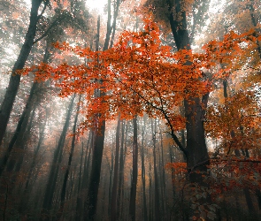 Pnie, Liście, Jesień, Drzew, Kolorowe, Las, Mgła