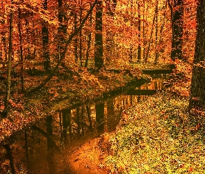 Jesień, Strumień, Drzewa, Las, Opadłe, Liście