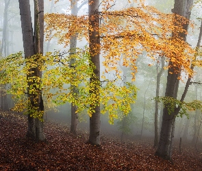 Mgła, Liście, Las, Jesień, Drzewa, Kolorowe