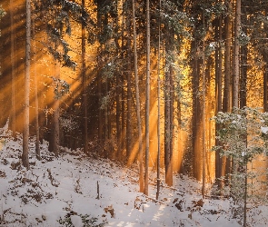 Las, Przebijające światło, Zima