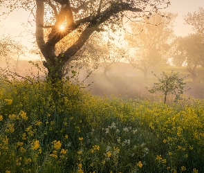 Kwiaty, Mgła, Promienie słońca, Drzewo, Łąka
