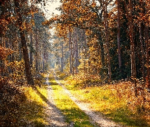 Drzewa, Blask, Las, Jesień, Ścieżka, Słoneczny