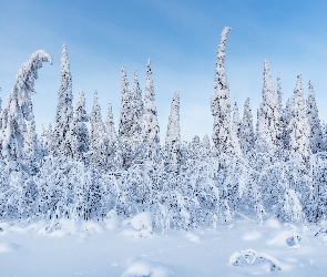 Śnieg, Drzewa, Krzewy, Zaśnieżone, Zima