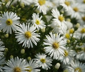 Kwiaty, Astry, Białe, Rozkwitnięte
