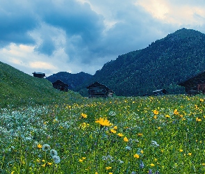 Kwiaty, Pfundser Tschey, Góry, Domy, Tyrol, Łąka, Austria, Pfunds