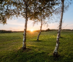 Drzewa, Promienie słońca, Trawa, Brzozy, Pole