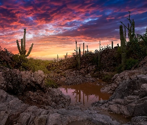 Skały, Kaktusy, Arizona, Stany Zjednoczone, Park Narodowy Saguaro, Zachód słońca