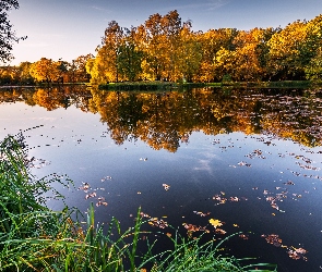 Trawa, Odbicie, Jezioro, Jesień, Pożółkłe, Drzewa