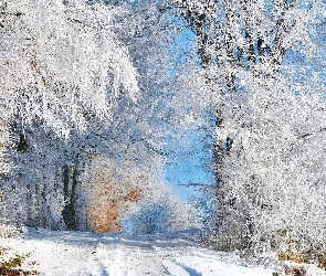 Śnieg, Ścieżka, Las, Zima, Ośnieżone, Drzewa