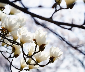 Kwiaty, Magnolia, Gałązki