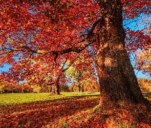 Drzewo, Jesień, Liście, Dąb, Park