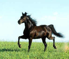 Czarny Koń, Zielona łąka