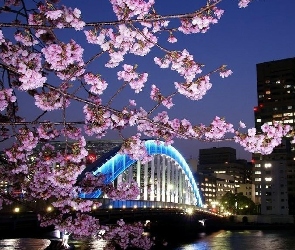 Most, Kwiaty, Drzewa, Gałązka, Oświetlony