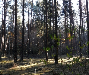 Las, Jesień, Przebijające Światło