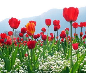 Tulipany, Góry, Kwiatki, Białe, Czerwone