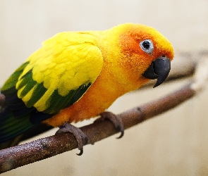 Skrzydła, Zielono-Żółte, Pomarańczowa, Papuga