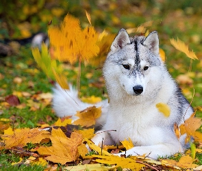 Husky, Jesień, Pies