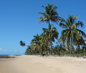 Palmy, Brazylia, Plaża