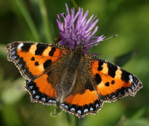 Rusałka pokrzywnik, Kwiat, Motyl