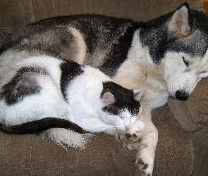 Siberian Husky, Pies, Śpiący, Kot