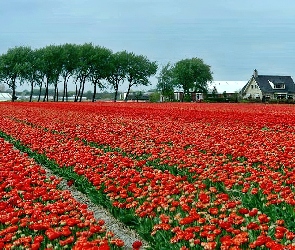 Pole, Tulipany, Holandia