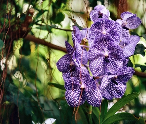 Piękna, Orchidea