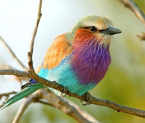 Ptak, Gałązka, Kolorowy