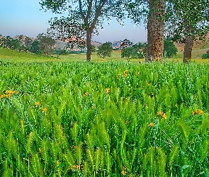 Krajobraz, Zboże, Zielone, Pole