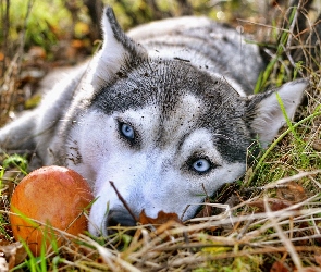 Oczy, Siberian Husky, Błękitne
