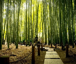 Bambusowy, Park, Egzotyczny