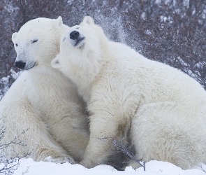 Polarne, Przytulenie, Niedźwiedzie