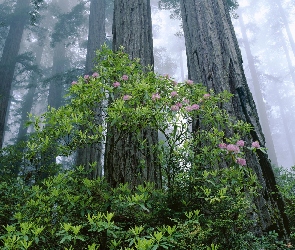 Stany Zjednoczone, Różanecznik, Mgła, Rododendron, Krzew, Drzewa, Stan Kalifornia, Park Narodowy Redwood, Las