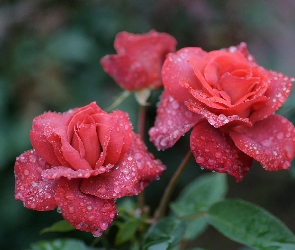 Deszczu, Krople, Czerwone, Róże