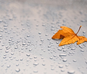 Deszczu, Krople, Jesienny, Liść