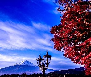 Fuji, Japonia, Lampa, Drzewo, Góra
