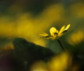 Żółty, Kwiat, Ziarnopłon Wiosenny