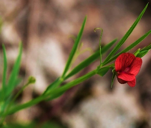 Kwiatek, Pachnący groszek, Czerwony