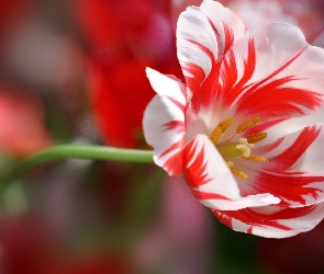 Czerwony, Tulipan, Biało