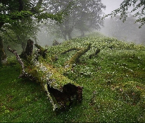 Las, Łąka, Mgła